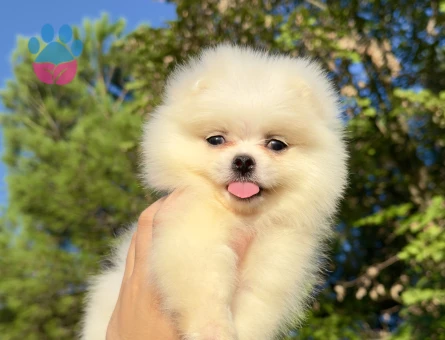 SAF KAN POMERANİAN BOO YAVRUMUZ YENİ AİLESİNE HAZIR - 10285 - Görsel 4