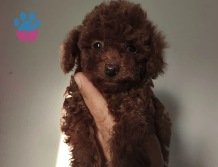25 aylık toy poodle - 10286 - Görsel 2