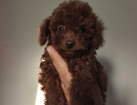 2.5 aylık toy poodle - 10286