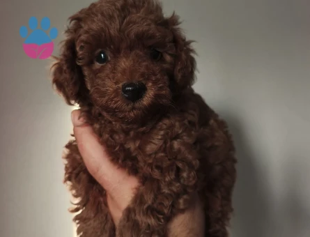 25 aylık toy poodle - 10286 - Görsel 4