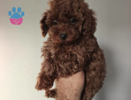 25 aylık toy poodle - 10286 - Görsel 5