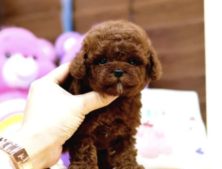 Toy Poodle Bebekleri̇mi̇z - 10287