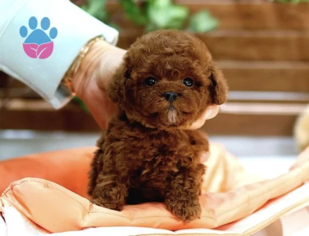 Toy Poodle Bebeklerimiz - 10287 - Görsel 4