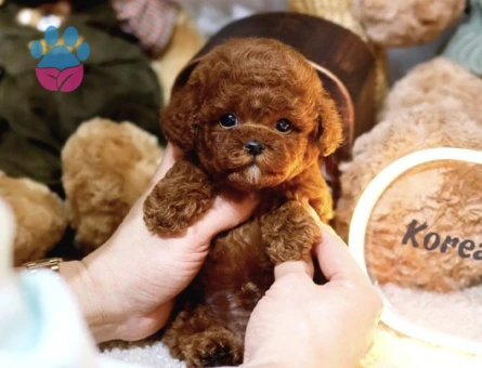 Toy Poodle Bebeklerimiz - 10287 - Görsel 3