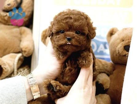 Akilli Sevimli Wc Eğitimli Toy Poodle Yavrular - 10288 - Görsel 2