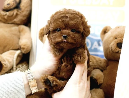 Akilli Sevi̇mli̇ Wc Eğitimli Toy Poodle Yavrular - 10288