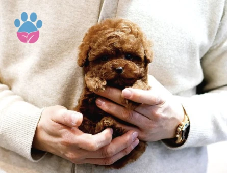 Akilli Sevimli Wc Eğitimli Toy Poodle Yavrular - 10288 - Görsel 3