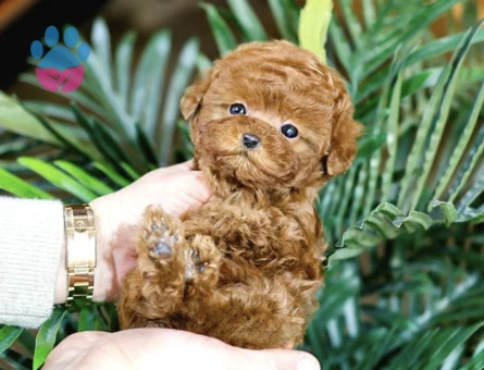 Akilli Sevimli Wc Eğitimli Toy Poodle Yavrular - 10288 - Görsel 4