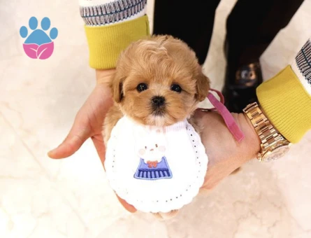 Kalitesi Tartişilmaz Düzeydeki Toy Poodle Bebekler - 10289 - Görsel 2