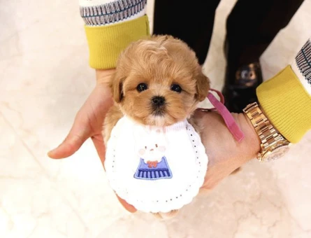 Kali̇tesi̇ Tartişilmaz Düzeydeki̇ Toy Poodle Bebekler - 10289