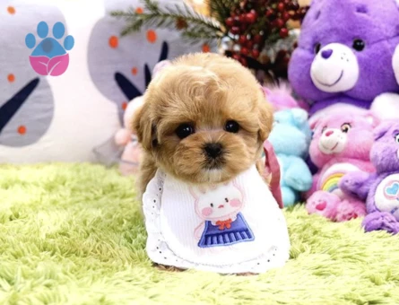 Kalitesi Tartişilmaz Düzeydeki Toy Poodle Bebekler - 10289 - Görsel 3
