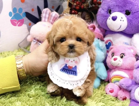 Kalitesi Tartişilmaz Düzeydeki Toy Poodle Bebekler - 10289 - Görsel 4