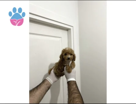 Sevimli Maltipoo Güzel Yüzlü Bebeklerimiz - 10290