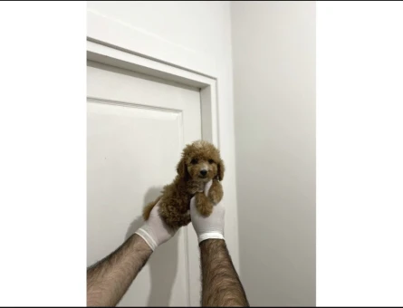 Sevimli Maltipoo Güzel Yüzlü Bebeklerimiz - 10290
