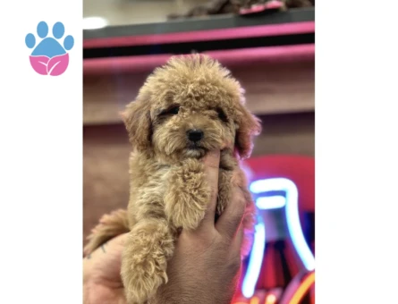 Maltipoo Yavrularım Sağlık Ve Irk Garantilidir - 10291 - Görsel 3