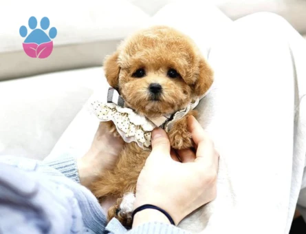 Bebek Yüzlü Toy Poodle Bebeklerimiz - 10292