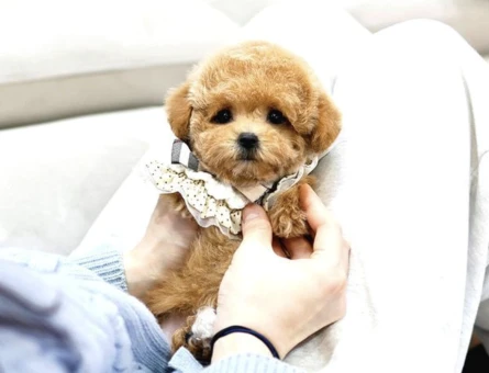 Bebek Yüzlü Toy Poodle Bebeklerimiz - 10292