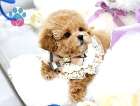 Bebek Yüzlü Toy Poodle Bebeklerimiz - 10292 - Görsel 3