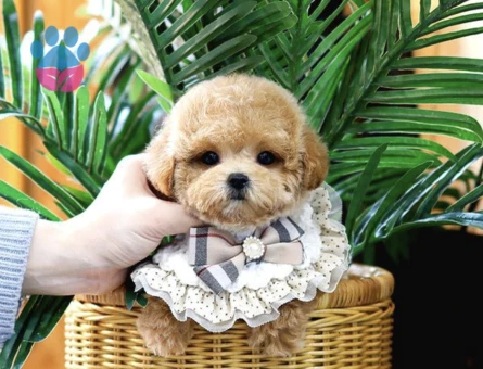 Bebek Yüzlü Toy Poodle Bebeklerimiz - 10292 - Görsel 4