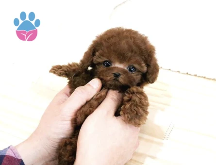 Eğitimli Toy Poodle Yavrularim - 10293