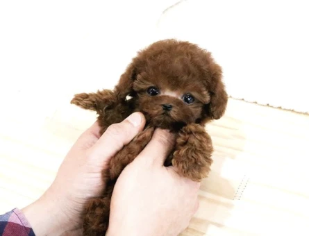 Eğitimli Toy Poodle Yavrularim - 10293