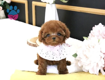 Eğitimli Toy Poodle Yavrularim - 10293 - Görsel 3