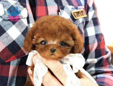 Eğitimli Toy Poodle Yavrularim - 10293 - Görsel 4