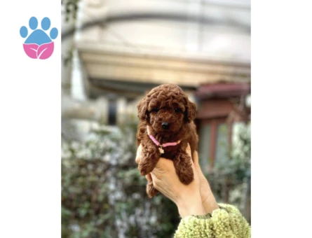 Orijinal Toy Poodle Bebeklerim - 10294 - Görsel 2