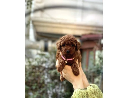 Orijinal Toy Poodle Bebeklerim - 10294