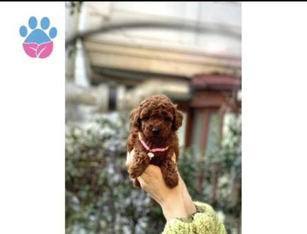 Orijinal Toy Poodle Bebeklerim - 10294 - Görsel 3