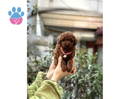 Orijinal Toy Poodle Bebeklerim - 10294 - Görsel 4