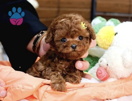 Biblo Gibi Kore Kani Toy Poodle Yavrular - 10295 - Görsel 2