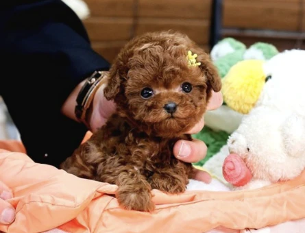 Bi̇blo Gi̇bi̇ Kore Kani Toy Poodle Yavrular - 10295