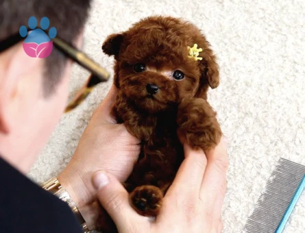 Biblo Gibi Kore Kani Toy Poodle Yavrular - 10295 - Görsel 3