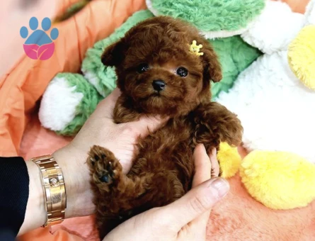 Biblo Gibi Kore Kani Toy Poodle Yavrular - 10295 - Görsel 4