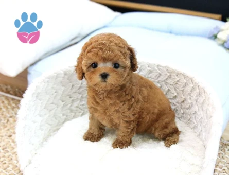 Show Düzey Toy Poodle Yavrularimiz - 10296 - Görsel 2