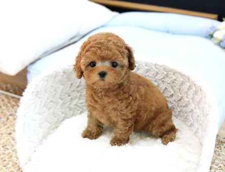 Show Düzey Toy Poodle Yavrularimiz - 10296