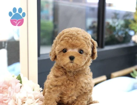 Show Düzey Toy Poodle Yavrularimiz - 10296 - Görsel 3