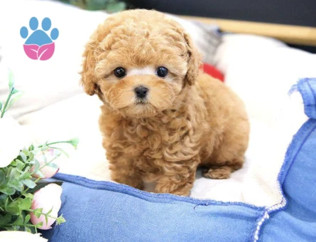 Show Düzey Toy Poodle Yavrularimiz - 10296 - Görsel 4