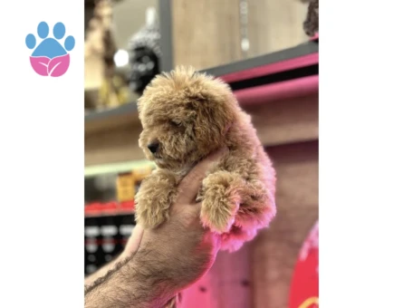 Maltipoo Yavrularım Sağlık Ve Irk Garantilidir - 10297