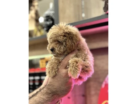 Maltipoo Yavrularım Sağlık Ve Irk Garantilidir - 10297