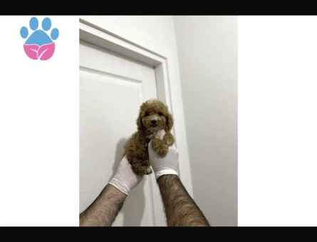 Maltipoo Yavrularım Sağlık Ve Irk Garantilidir - 10298 - Görsel 4