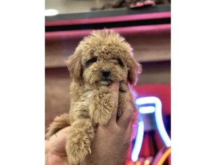 Maltipoo Yavrularım Sağlık Ve Irk Garantilidir - 10299