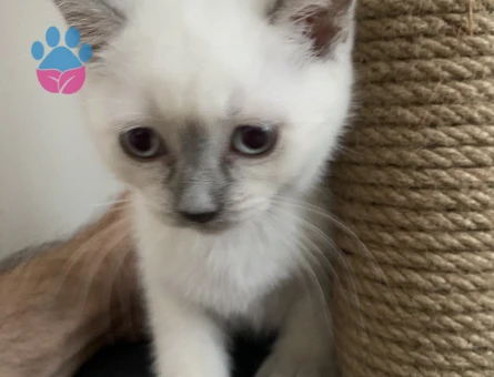 British  2 Aylık Yavru dişi