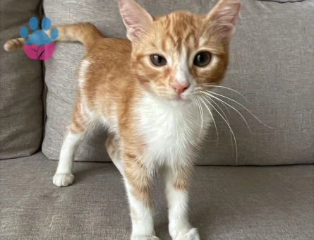 Kikiye Ömürlük Yuva Arıyoruz