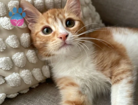 Kikiye Ömürlük Yuva Arıyoruz