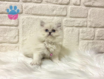 British Longhair Lady 2 Aylık Dişi