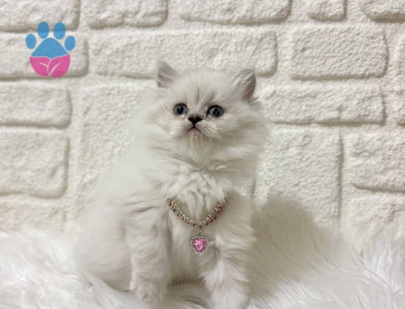 British Longhair Lady 2 Aylık Dişi