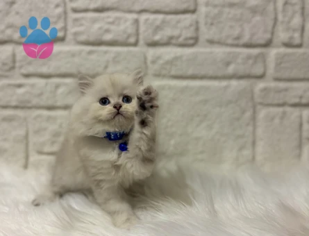 British Longhair Marshmallow Tadında Sevimli Yavrumuz