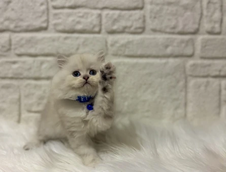 British Longhair Marshmallow Tadında Sevimli Yavrumuz